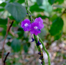 Image result for Stachytarpheta indica