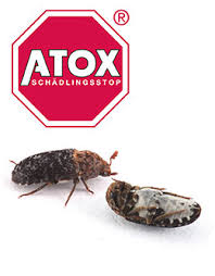 So säubern speckkäferlarven vogelnester oder beseitigen tierkadaver restlos. Atox Speckkaferbekampfung 0800 244 12 12
