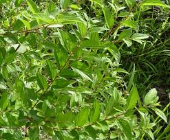 Image result for Trema orientale