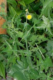 Image result for Sonchus wilmsii