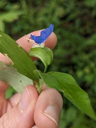 Image result for Commelina schweinfurthii