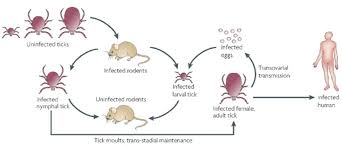 Image result for Rickettsiae
