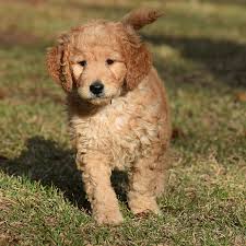 We did not find results for: Goldendoodles For Sale Craigslist Cheap Buy Online