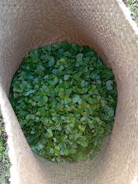 Image result for Centella asiatica