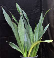 Image result for Sansevieria kirkii