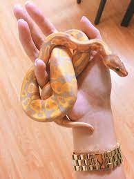 Kayreeen Pet Snake Cute Reptiles Cute Snake