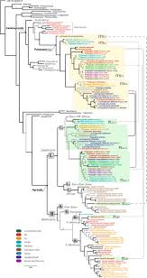 Image result for Agrostis kilimandscharica