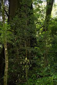 Image result for Coffea mufindiensis