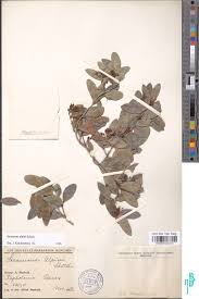 Image result for Secamone alpini