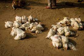 The last human epidemic of bird flu in china occurred in late 2016 to 2017, with the h7n9. Don T Panic Avoid Undercooked Meat Eggs Experts On Bird Flu Rise The Statesman