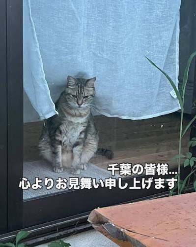 千葉の皆様、今回の集中豪雨、、、大丈夫でしょうか。。。 私が住んでいた茂原も。 心配でたまりません。どうかどうか皆様のご無事を心よりお祈りしています。  そして外猫ちゃん達も難を逃れますように。