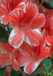 Pin On Flowers Breathtaking