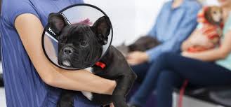 We offer obgyn services to women from teens on up in cheyenne and surrounding areas. Eterinary Clinic Cheyenne Spay Neutering Services