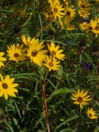 Image result for Helianthus angustifolius