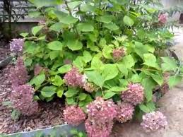 Hydrangea blooms are the star of your home garden. Pruning A Hydrangea Endless Summer Youtube