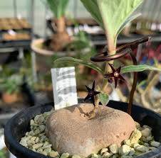 Image result for Brachystelma