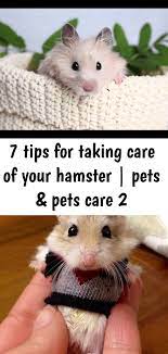7 Tips For Taking Care Of Your Hamster Pets Pets Care 2 Pet Care Pets Hamster