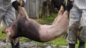 Pesti porcine africaine, peste porcina africana, pestis africana suum, maladie de montgomery, warhog disease, afrikaanse varkpes, afrikanische schweinepest. Pesta PorcinÄ AfricanÄ Se Extinde In Teleorman Noi Fonduri De VanÄtoare Afectate