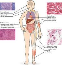 Contains cells witth many nuclei but there are no striations. How Many Types Of Tissues Are There In The Human Body Quora