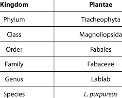 Image result for Lablab purpureus