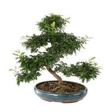 The fukien tea tree is native to parts of japan, indonesia, taiwan, and australia, but its name comes from its place of origin, fukien or fujian, china. Bonsai Especes Taille Et Entretien Truffaut