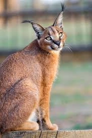 The name caracal comes from the turkish word 'karakalak' which means 'a black. Das Leopardenland De C