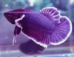 Pin On I Dream In Purple