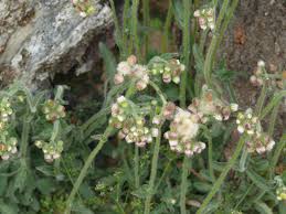 Image result for Eschenbachia stricta