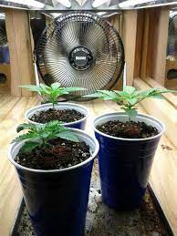 Once the cannabis starts to flower, the light should be on for 12 hours a day and off for the other 12. Cannabis Light Schedules Vegetative Vs Flowering Stage Grow Weed Easy