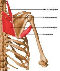 printable flashcard on anatomy of muscles free flash cards flashcards muscular system strength training maker with pictures