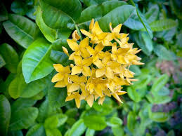 Image result for Ixora praetermissa