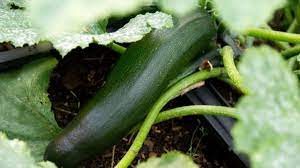Maybe you would like to learn more about one of these? Vorsicht Nach Der Hitze Selbst Gepflanzte Zucchini Konnen Giftig Sein Wohnen