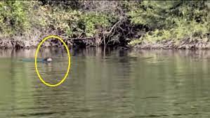 Alam semula jadi telah mencipta haiwan paling hebat dan luar biasa. Spesies Memerang Gergasi Ditemui Semula Di Sebuah Sungai Di Argentina Selepas 40 Tahun Alami Kepupusan Era Baru