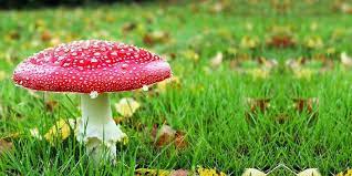 Le principali varietà degli strani abitanti del bosco. Funghi Velenosi Mortali Tutti I Dettagli Best5 It