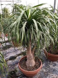 Image result for Beaucarnea recurvata