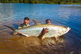 Tarpon can reach sizes up to 8 feet and can weigh up to 280 pounds. Nicaragua Tapam Probably The Biggest Tarpon In The World Aardvark Mcleod