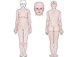 Skin | Ppt