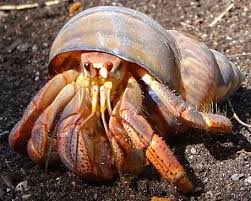 Image result for Craibia zimmermannii