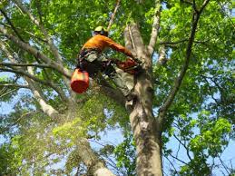 We practice proper tree care and maintenance to preserve your trees' health after speaking with christopher i decided to go with arbor age tree services and was very pleased with the results. Arborcare Professional Tree And Land Clearing Services In New York