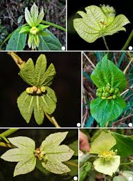 Image result for Dalechampia capensis