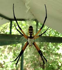 Yellow garden spiders breed twice a year. Garden Spider Argiope Aurantia