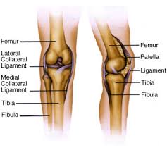 Rounded projections on end of the thigh bone, where the patellar tendon locks. Knee Anatomy
