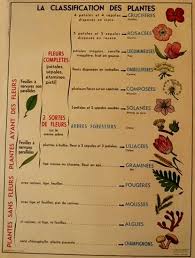 La Classification Des Plantes Affiche Scolaire Affiches Scolaires Classification Des Vegetaux Plante