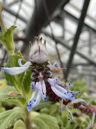 Image result for Coleus caninus