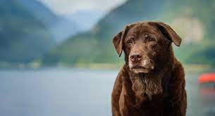 Old Labrador How To Care For Your Lab As They Age