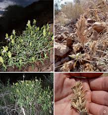 Image result for Barleria mackenii