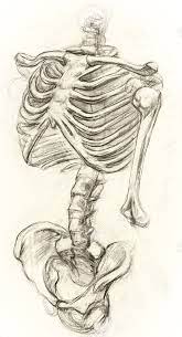 Pin On Skeletons