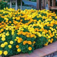 Pin On Gardening