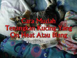 Kucing kampung lucu itu adalah kucing lokal. Cara Mudah Tenangkan Kucing Yang On Heat Atau Biang Eintan Nurfuzie Lifestyle Beauty Travel Tips Rawatan Kucing Review