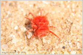 بنت المطر صور معلومات